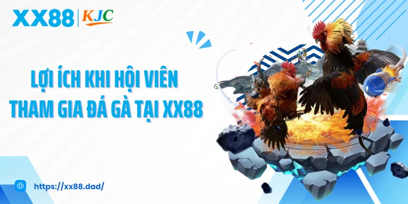 Lợi ích khi hội viên tham gia đá gà tại XX88