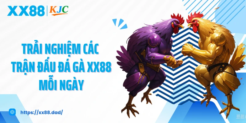 Trải nghiệm các trận đấu đá gà XX88 mỗi ngày 